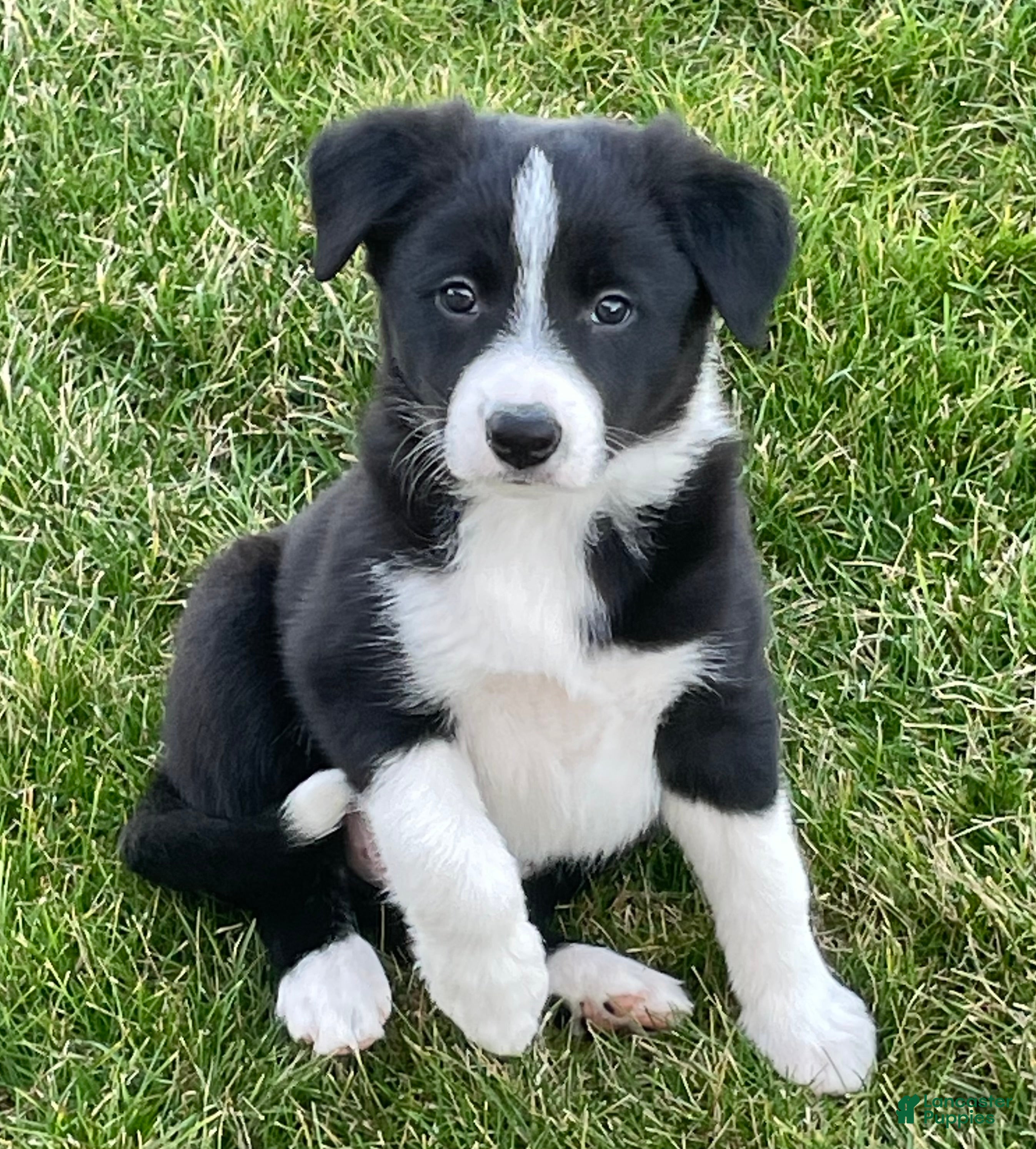 Border Collie dogs Border Collie Puppy 3 Chelsea - Ad 1
