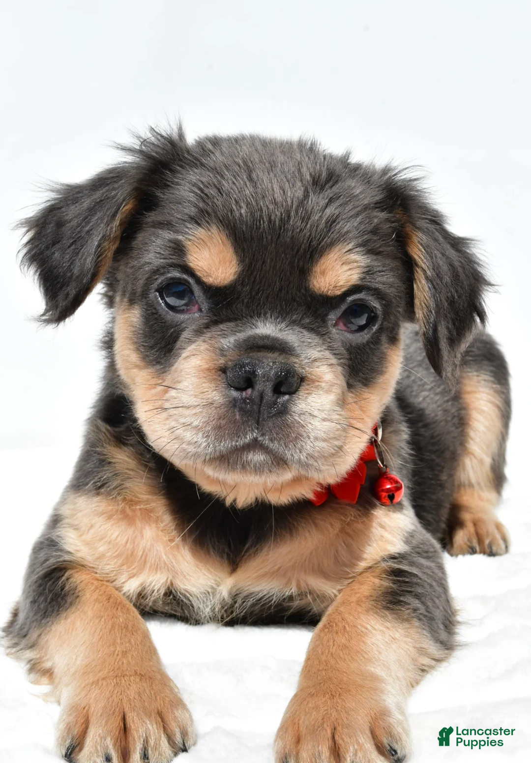 French Bulldog dogs for sale: Nikki - Ad 7