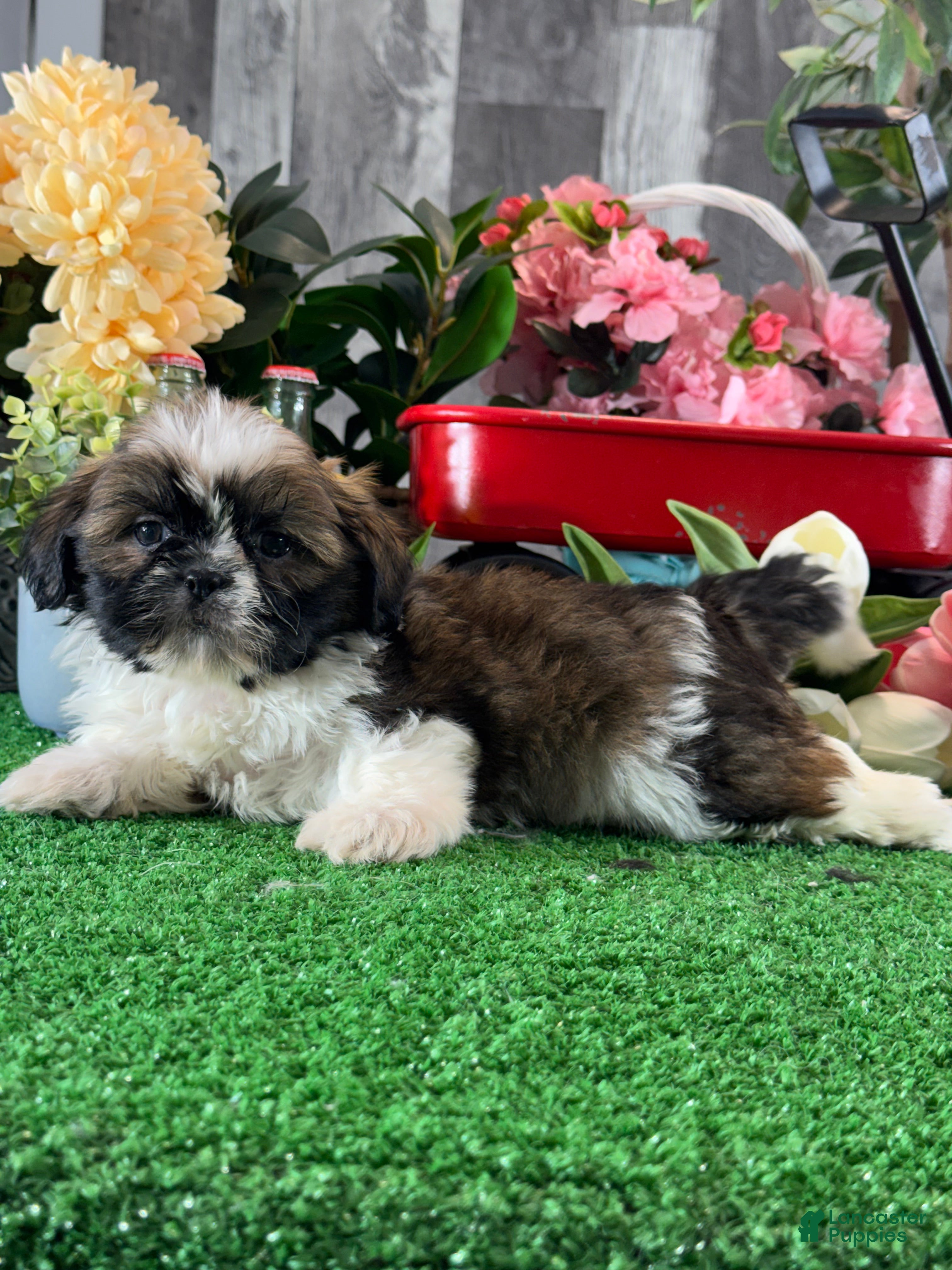 Shih Tzu dogs for sale: Siri  - Ad 1