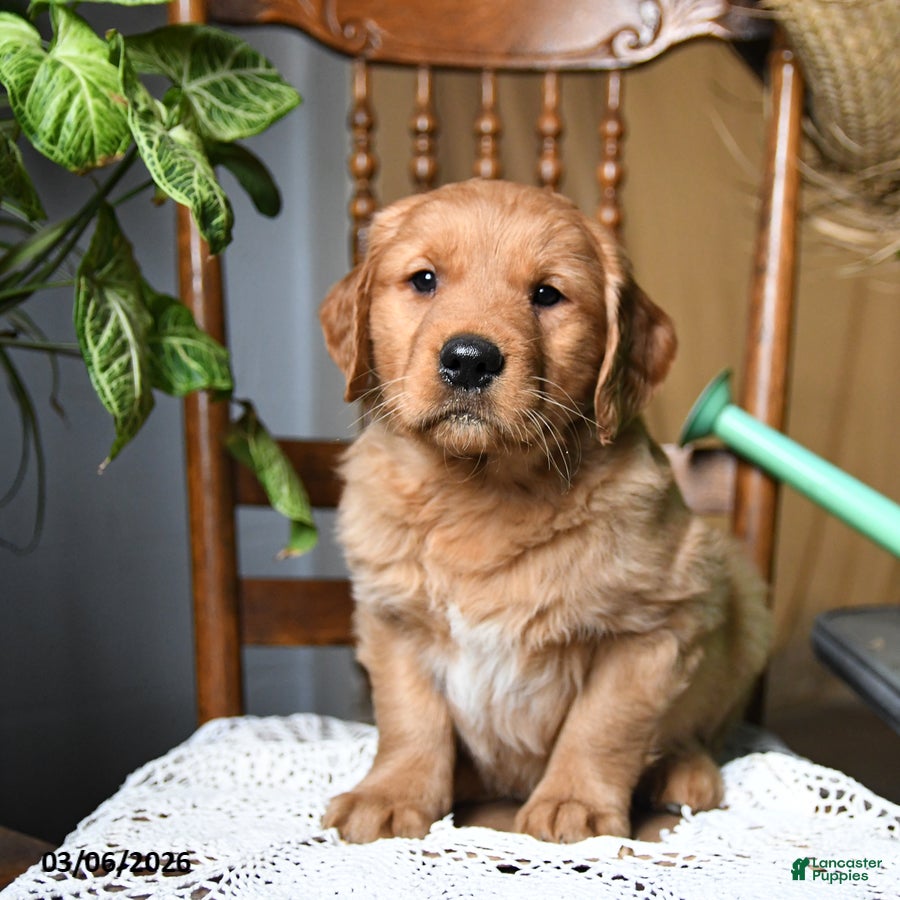 Golden Retriever dogs Crouton - Ad 1