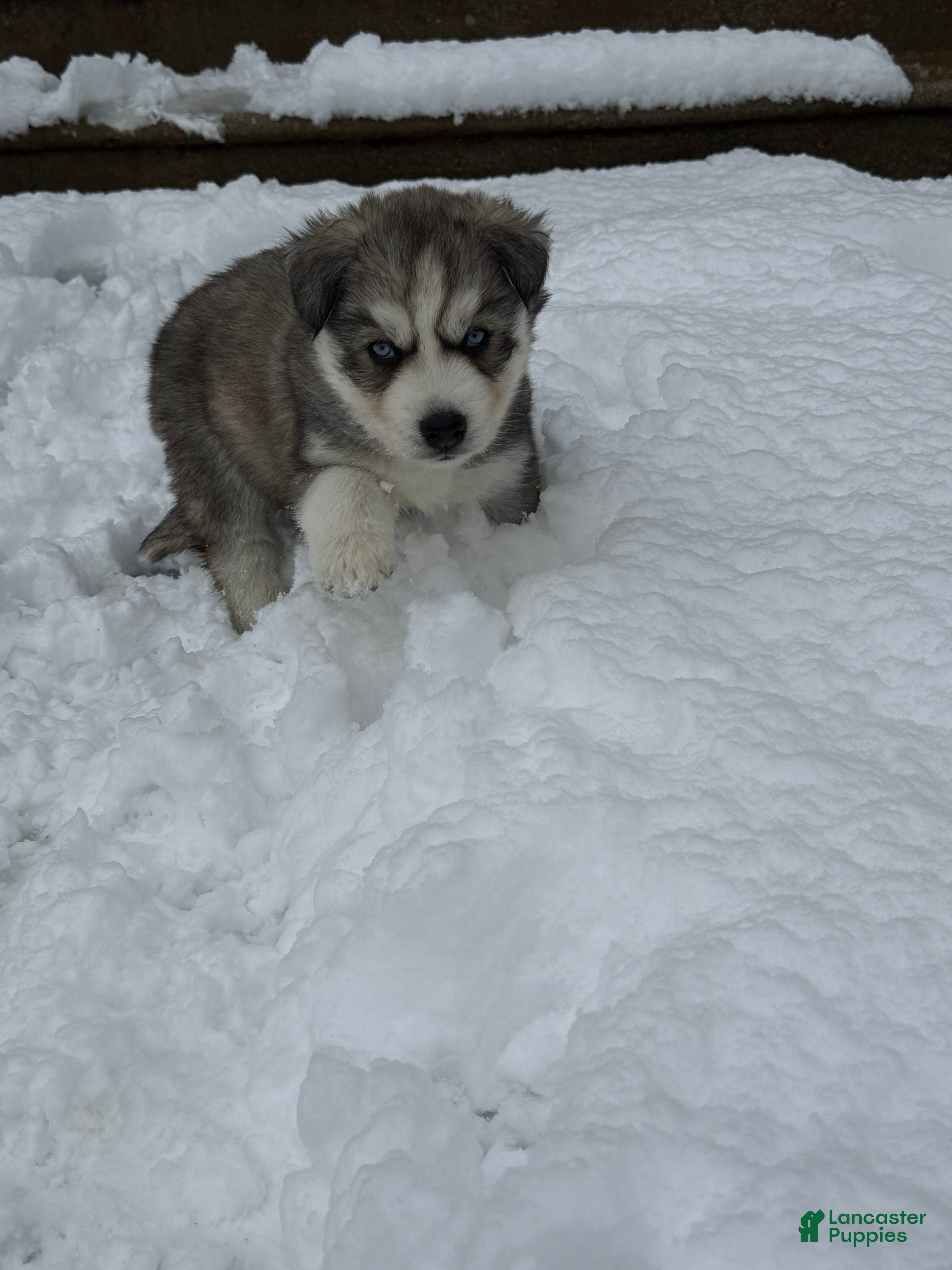 Siberian Husky dogs Raven  - Ad 1