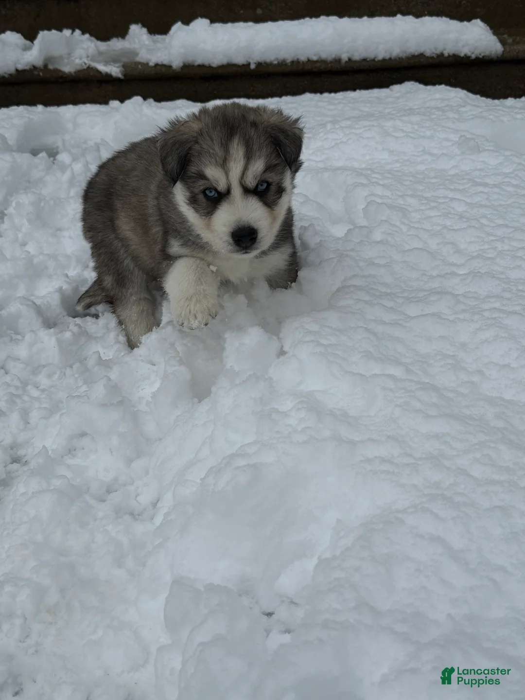 Siberian Husky dogs for sale: Raven  - Ad 1