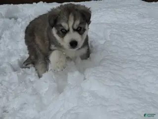 Siberian Husky dogs Raven - Ad 1