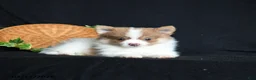 Pomeranian dogs for sale: Frankie - Ad 3