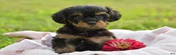 Yorkiepoo dogs for sale: Yorkiepoo 3 - Ad 2