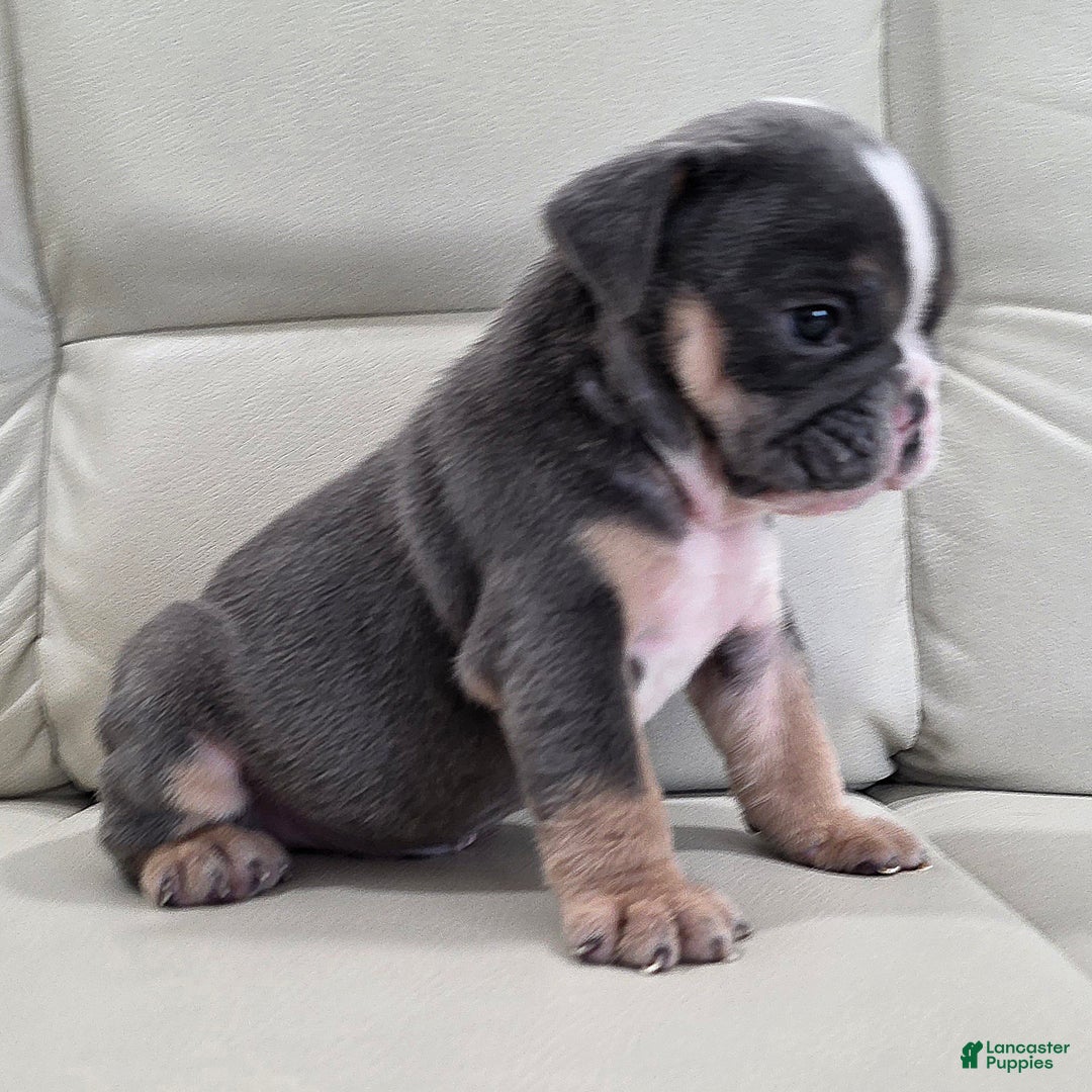 English Bulldog dogs for sale: Asher - Ad 4
