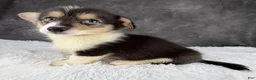 Welsh Corgi Pembroke dogs for sale: Charlie tailed baby - Ad 5