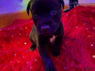 Collie dogs Collie Puppy 1 - Ad 2