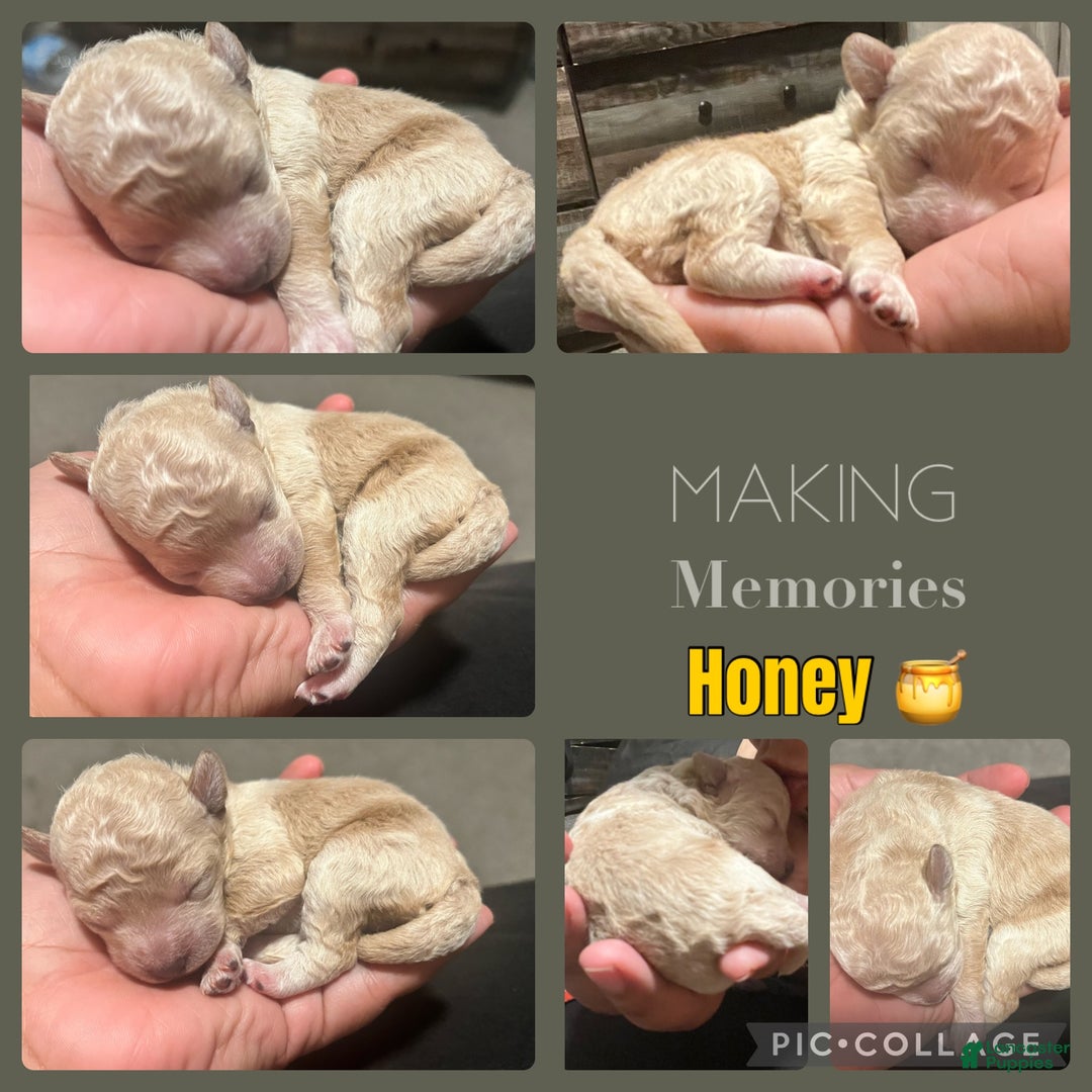 Bichpoo dogs for sale: Harlow - Ad 4