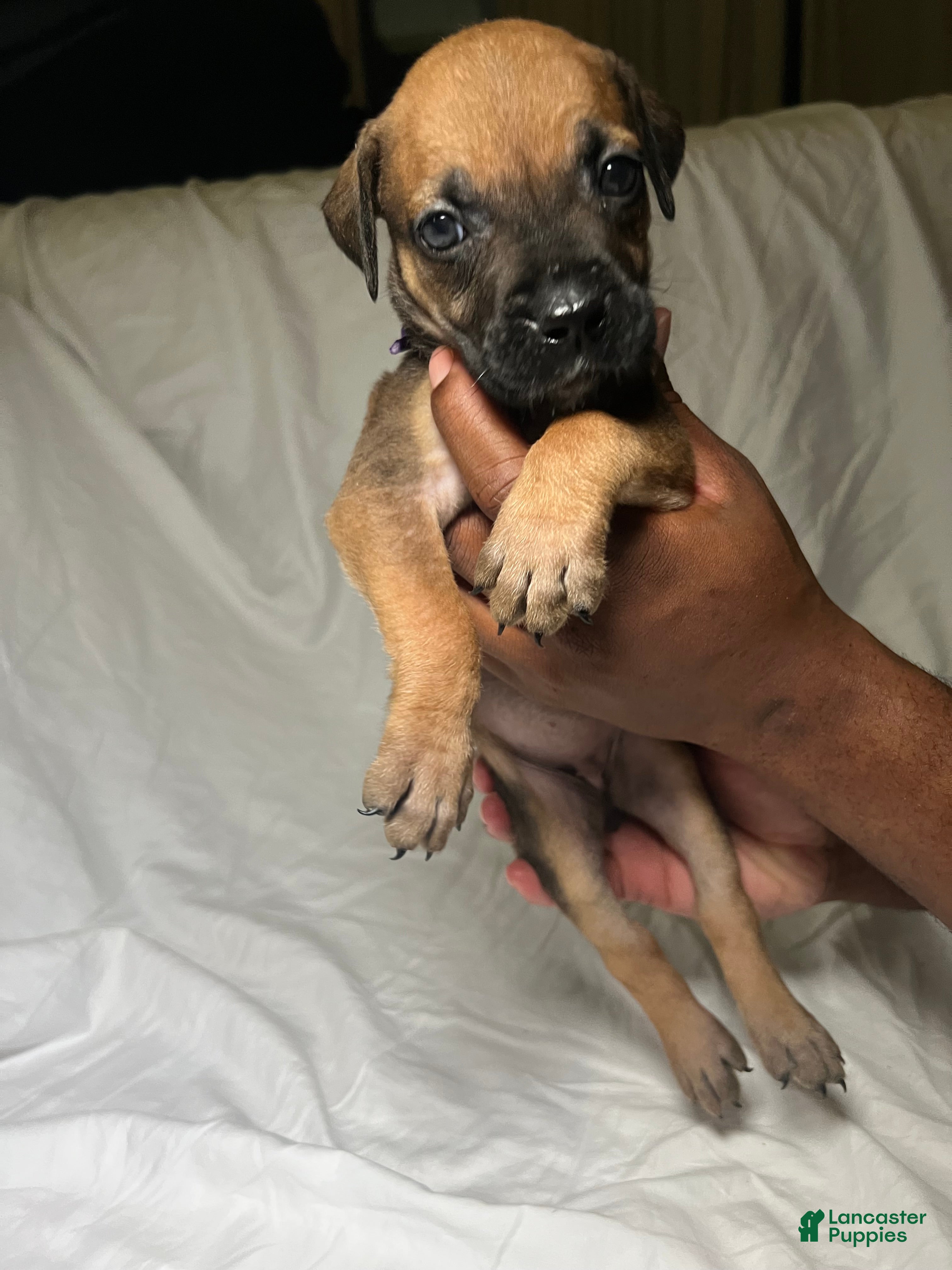 Presa Canario dogs Presa Canario 7 - Ad 18