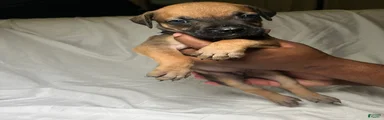 Presa Canario 7