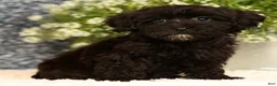 Havapoo dogs for sale: Rayna - Ad 7