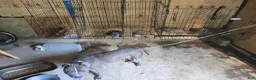 Mixed Breed dogs for sale: Mixed Breed 3 - Ad 4