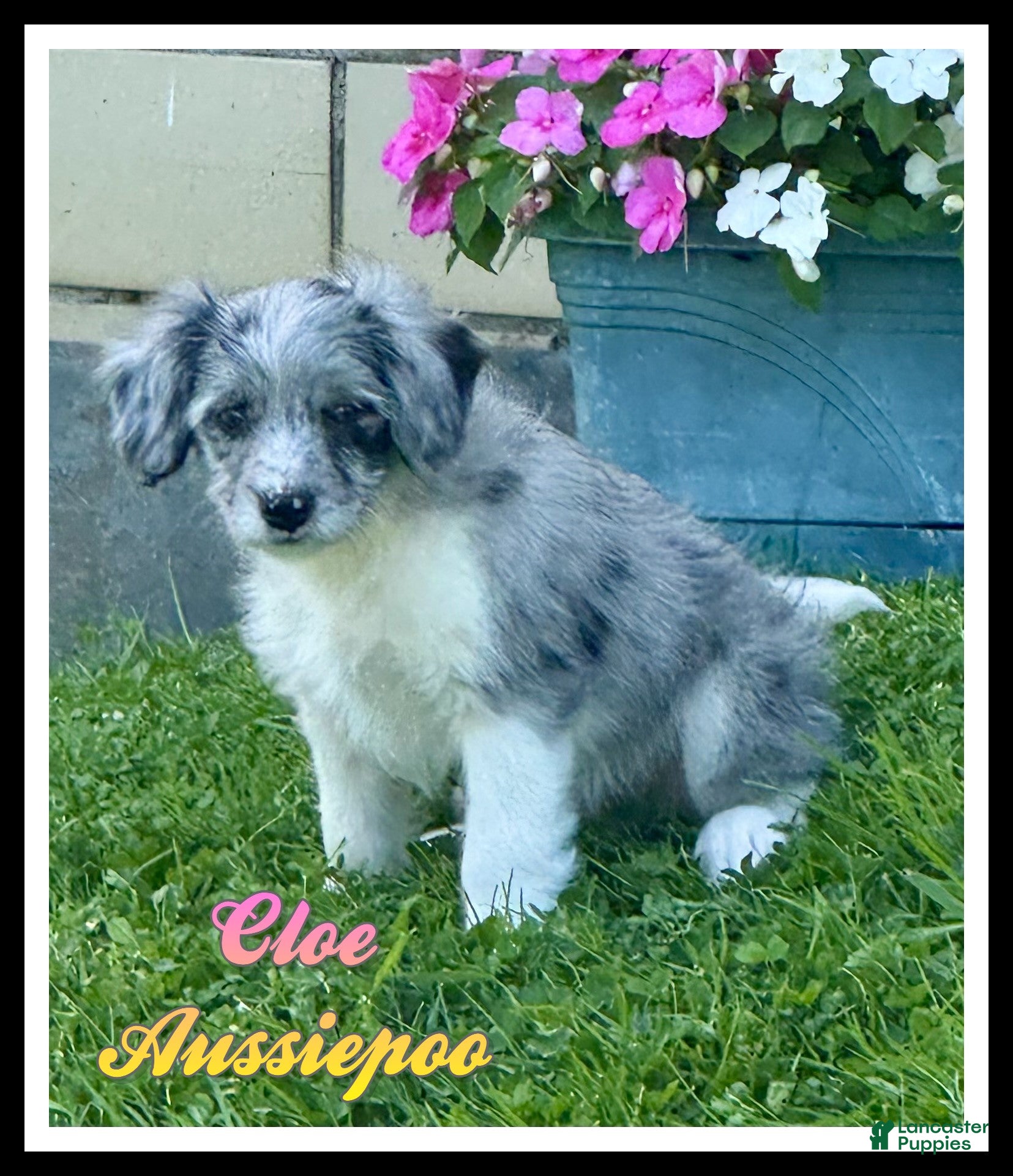 Mini Aussiedoodle dogs Cloe - Ad 1