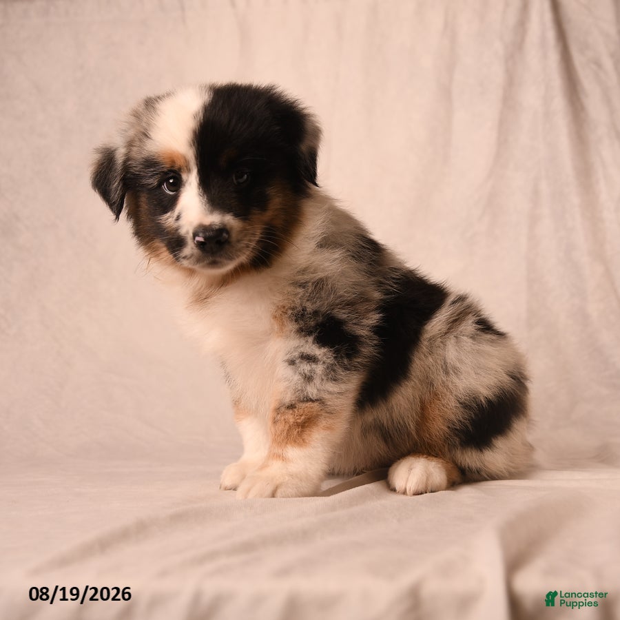 Miniature Australian Shepherd dogs Pippin - Ad 2