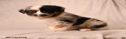 Miniature Australian Shepherd dogs for sale: Pippin - Ad 2