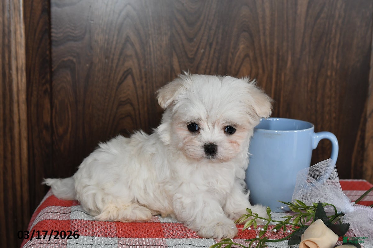 Maltese dogs Owen - Ad 2