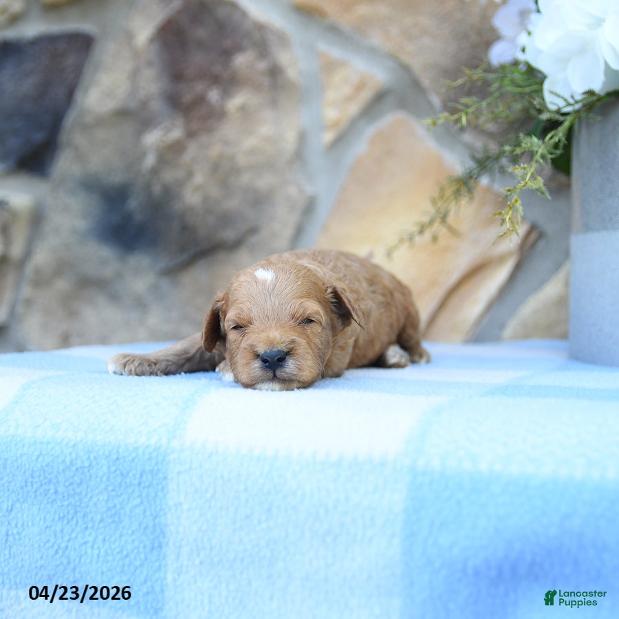 Cavapoo dogs Scooter - Ad 1