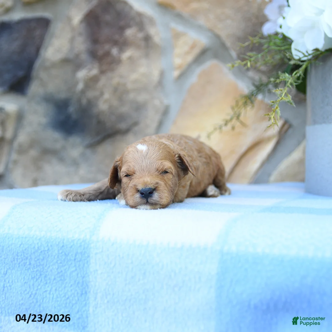 Cavapoo dogs for sale: Scooter - Ad 1