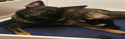 German Shepherd dogs for sale: Currently known as Pink collar - Ad 3