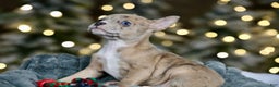 Frenchton dogs for sale: Falafel - Ad 2