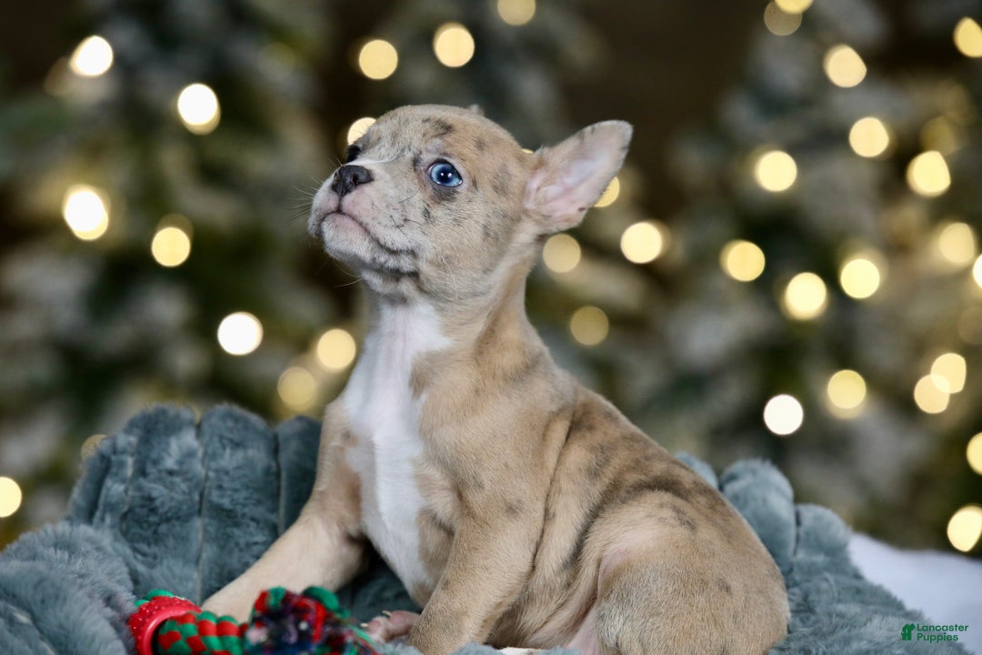 Frenchton dogs for sale: Falafel - Ad 2