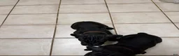 Cane Corso dogs for sale: Pocahontas  - Ad 7