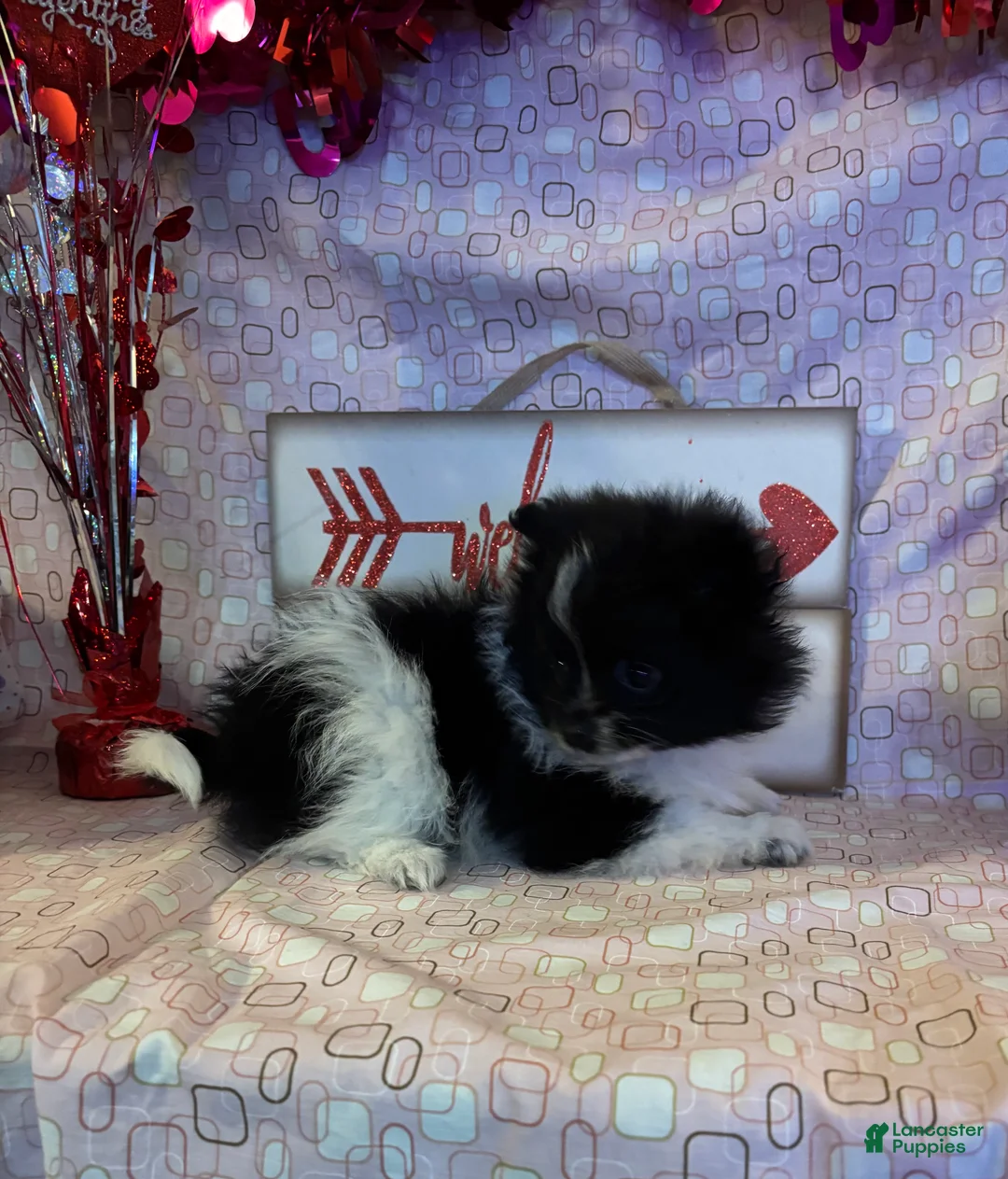 Pomeranian dogs for sale: Nick - Ad 5