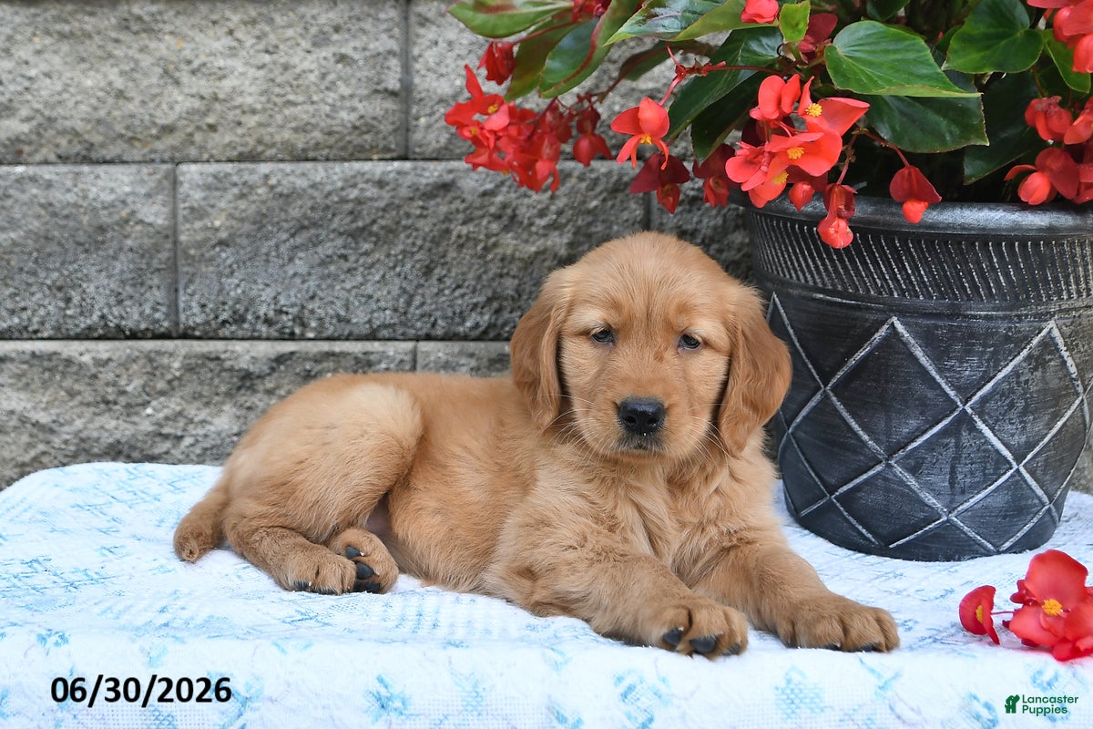 Golden Retriever dogs Fern - Ad 2