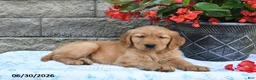 Golden Retriever dogs for sale: Fern - Ad 2