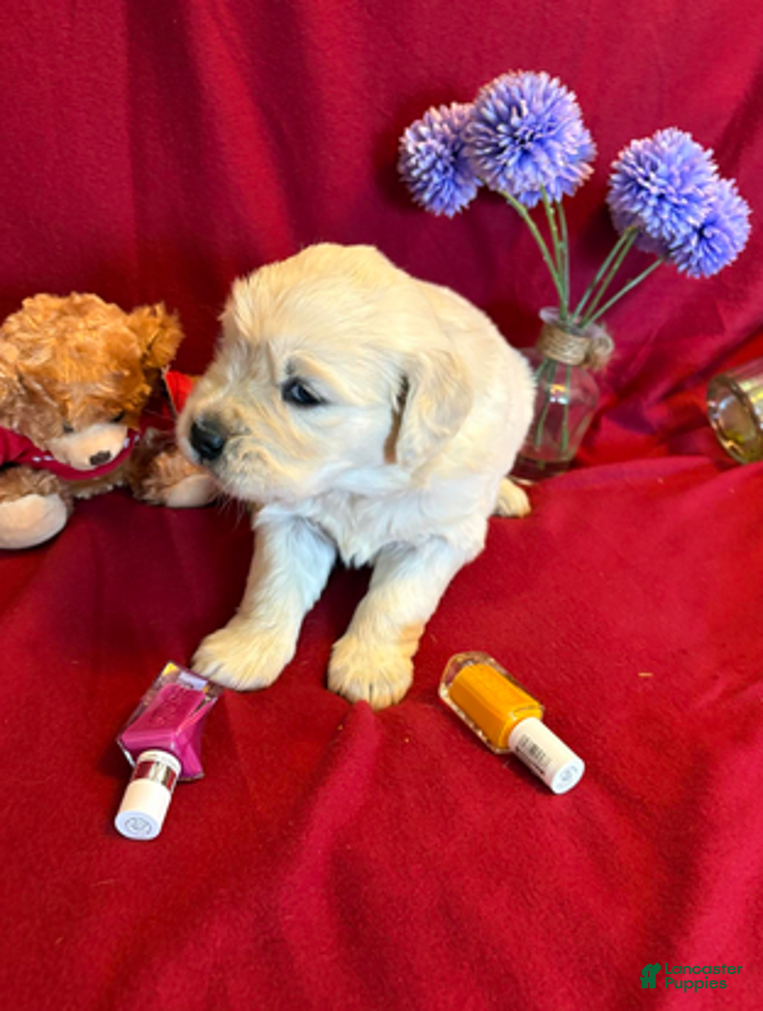 Golden Retriever dogs for sale: Bougie - Ad 3
