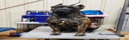 Cane Corso dogs for sale: Baloo  - Ad 7