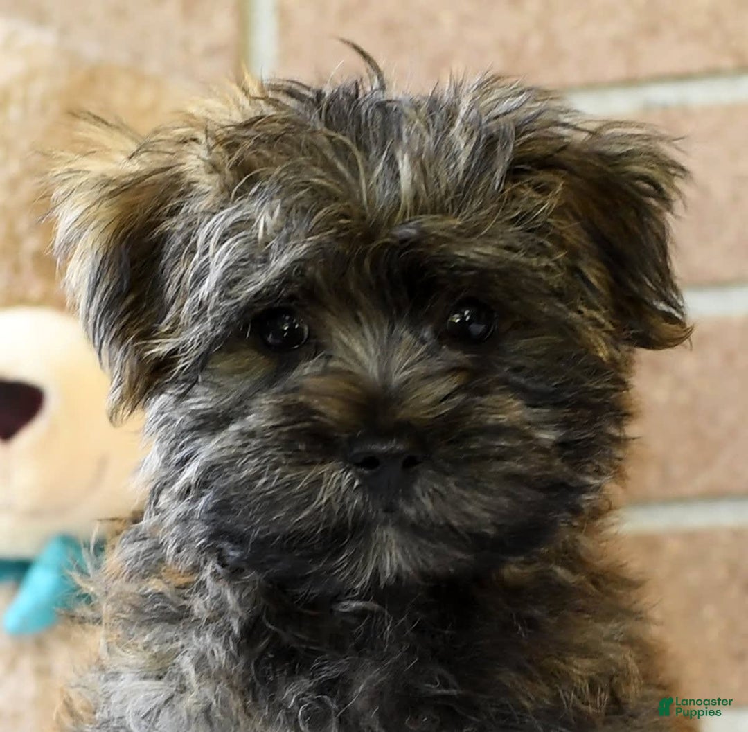 Morkie dogs for sale: Dallas - Ad 14