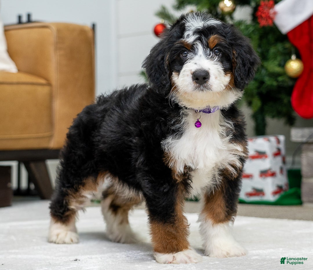 Mini Bernedoodle dogs for sale: Mable - Ad 3