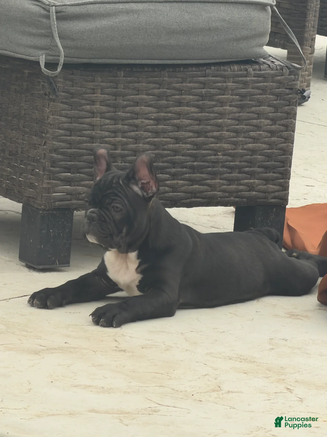 Frenchton dogs for sale: Frenchton 1 - Ad 2
