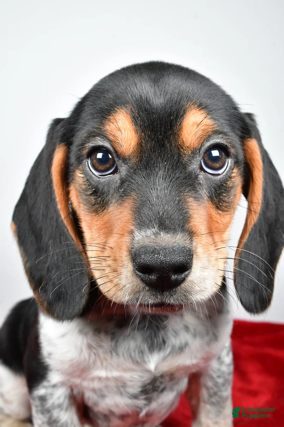 Beagle dogs for sale: Rachel - Ad 4