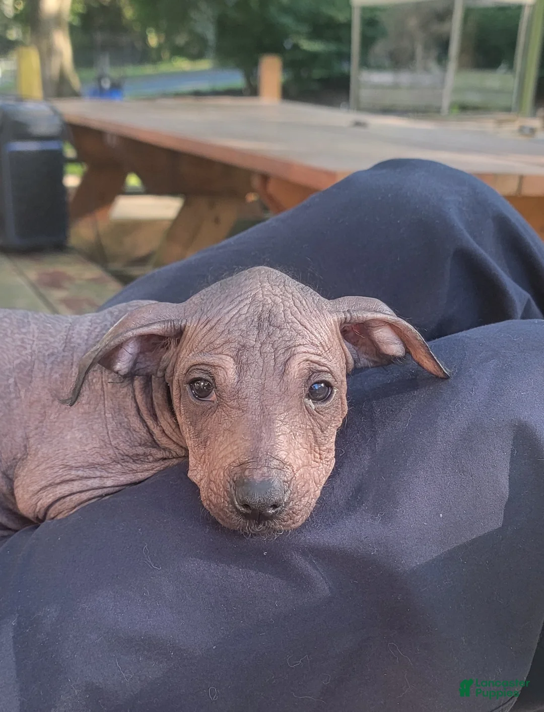 Peruvian Inca Orchid dogs for sale: Peruvian Inca Orchid Puppy 2 - Ad 1