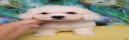 Bichon Frise dogs for sale: Snow  - Ad 1