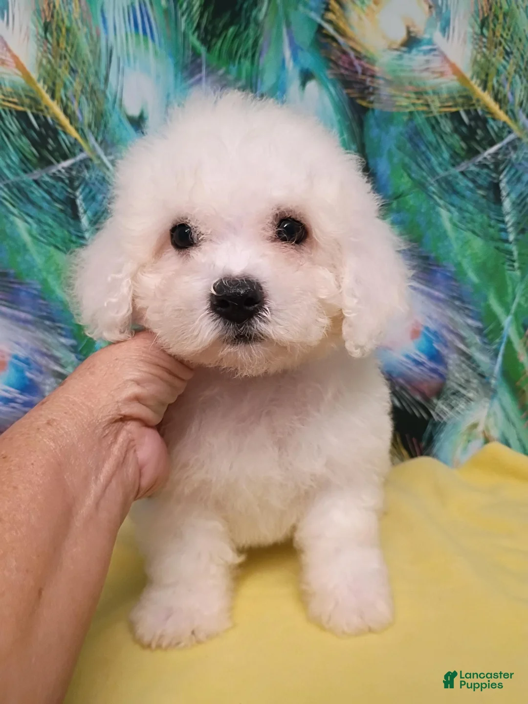 Bichon Frise dogs for sale: Snow  - Ad 1