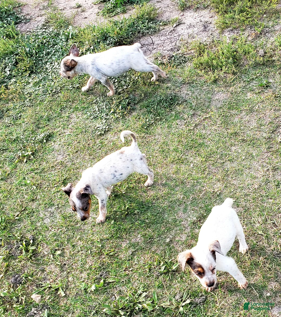 Australian Cattle Dog dogs for sale: Australian Cattle Dog Puppy 5 - Ad 2