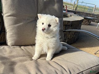 American Eskimo dogs Fluffy - Ad 9