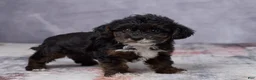 Yorkiepoo dogs for sale: Milo - Ad 4