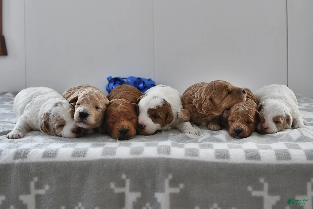 Mini Goldendoodle dogs for sale: Piper - Ad 20