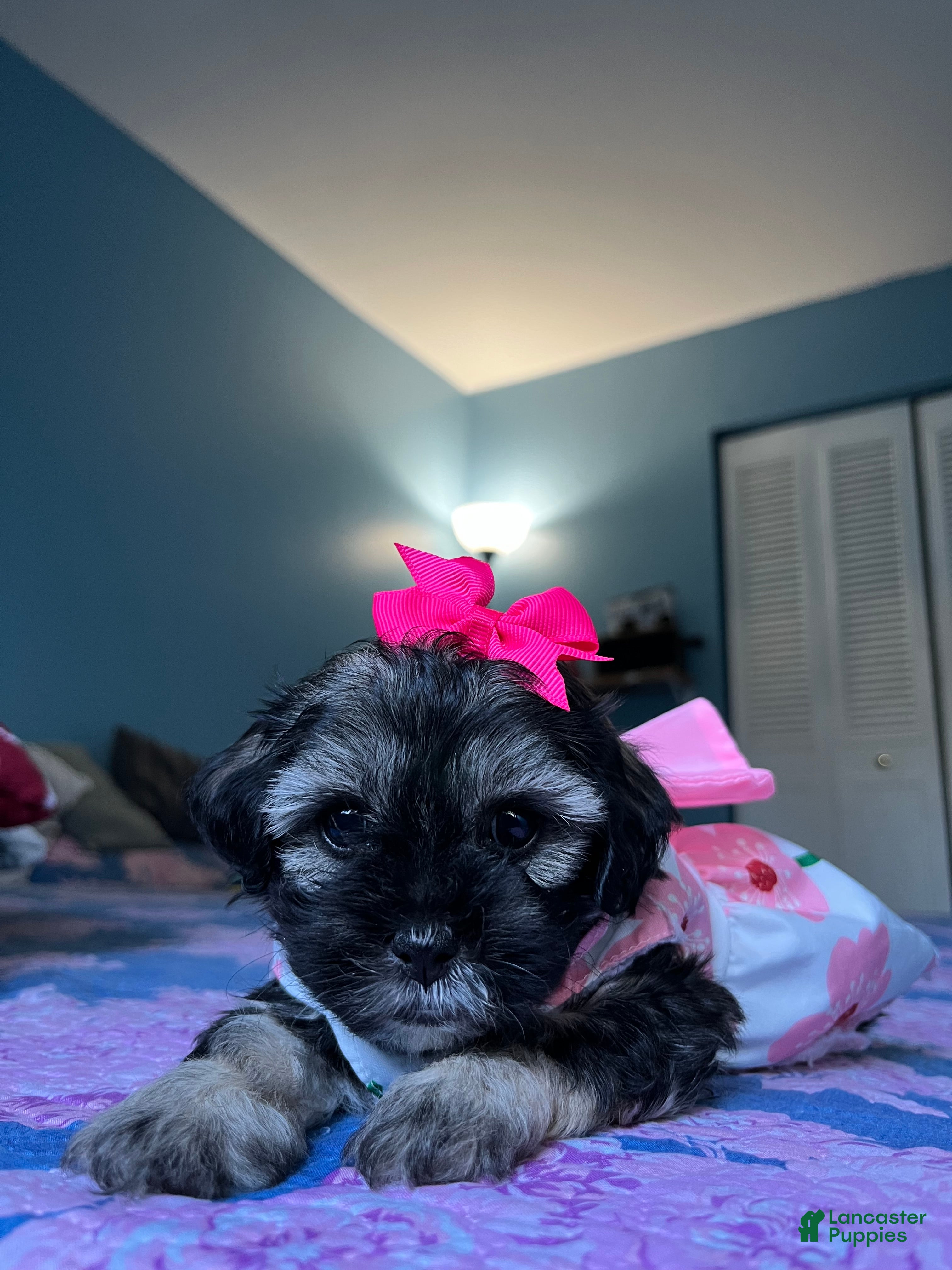 Maltipoo dogs 💖 Mini Maltipoo 💖 - Ad 34