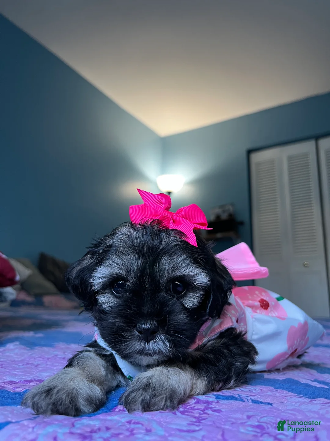 Maltipoo dogs for sale: 💖 Mini Maltipoo 💖 - Ad 2
