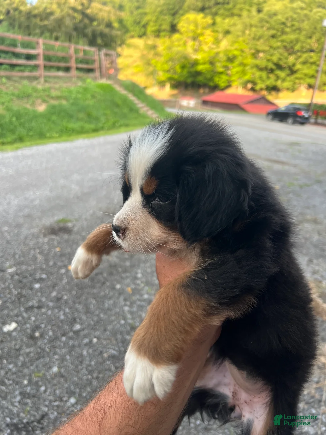 Bernese Mountain Dog dogs for sale: Bernese Mountain Dog f7 - Ad 2