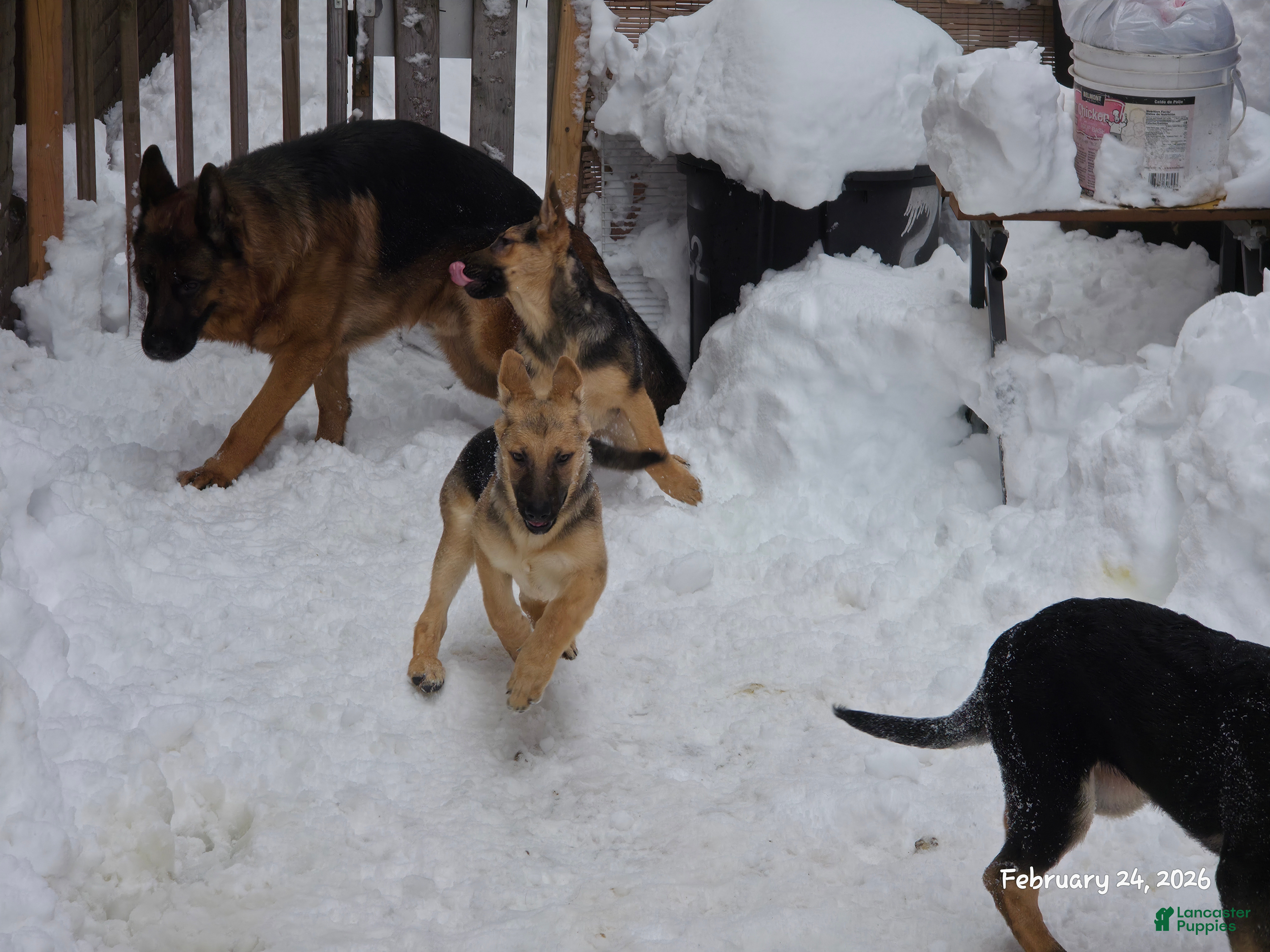 German Shepherd dogs Zelda (7) - Ad 2