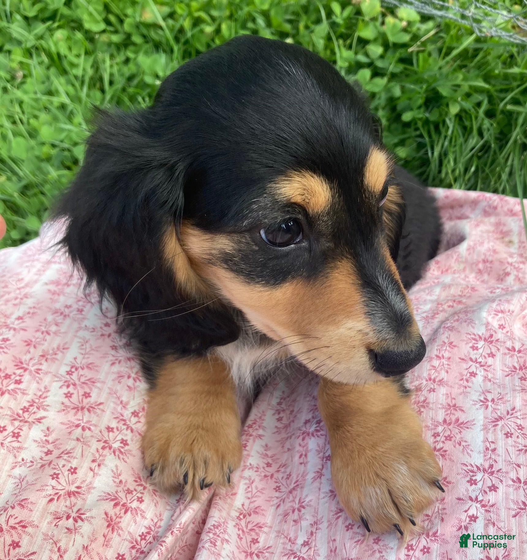 Miniature Dachshund dogs Isabella - Ad 23
