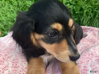 Miniature Dachshund dogs Isabella - Ad 24