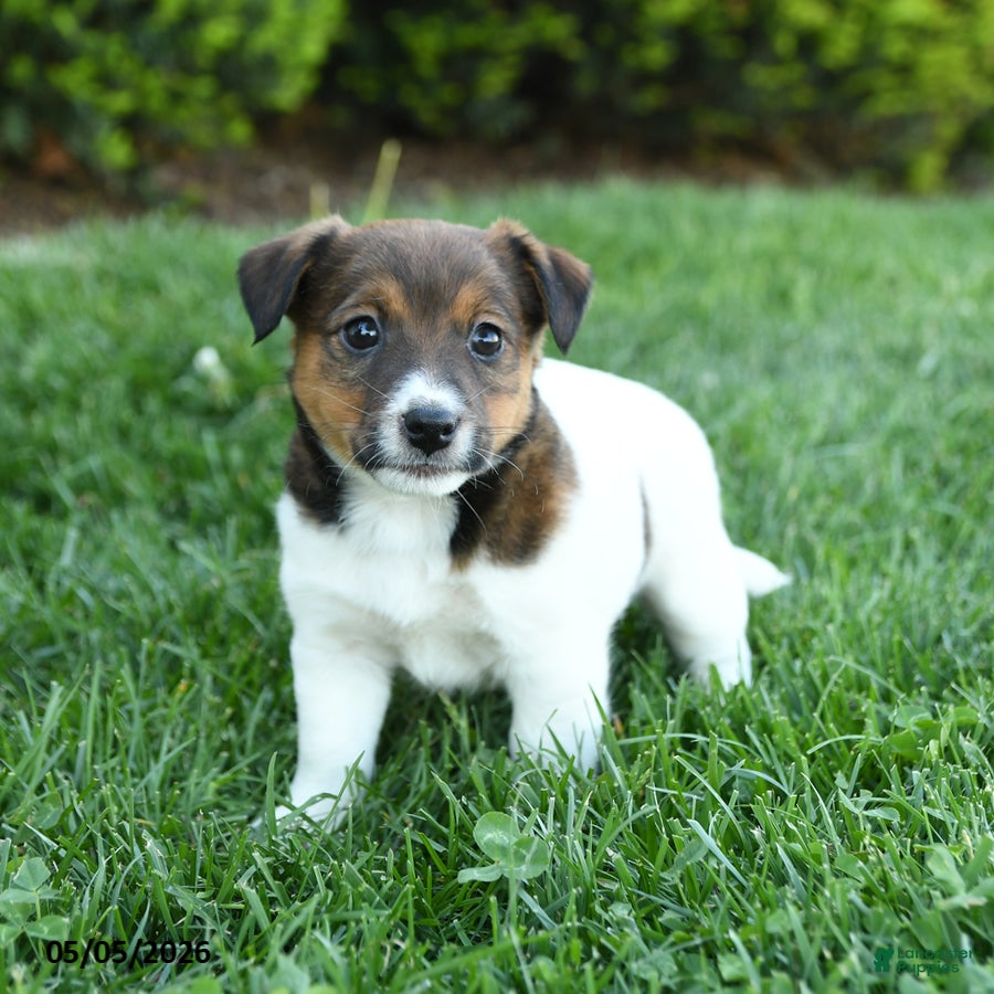 Jack Russell Terrier dogs Rowan - Ad 2